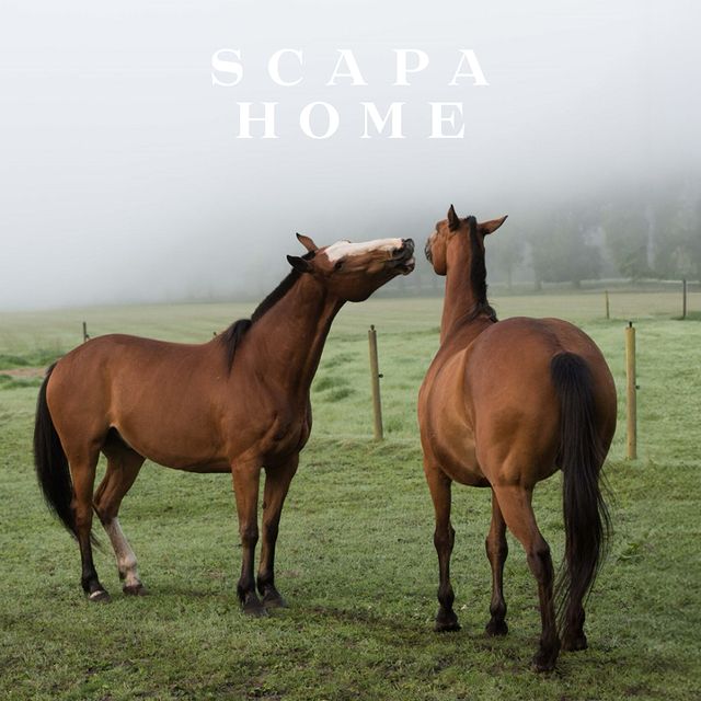 Heritage. The iconic vault of SCAPA Home photography contains a rich melange of timeless imagery, from the unrestricted nature surrounding our showroom to the equestrian polo horses.⁠
⁠
Dive into this heritage together with us.⁠
⁠
⁠
#scapa #scapahome #escapetheordinary #furniture #belgiandesign #interior #interiordesign #interiorstyling #designer